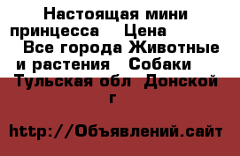 Настоящая мини принцесса  › Цена ­ 25 000 - Все города Животные и растения » Собаки   . Тульская обл.,Донской г.